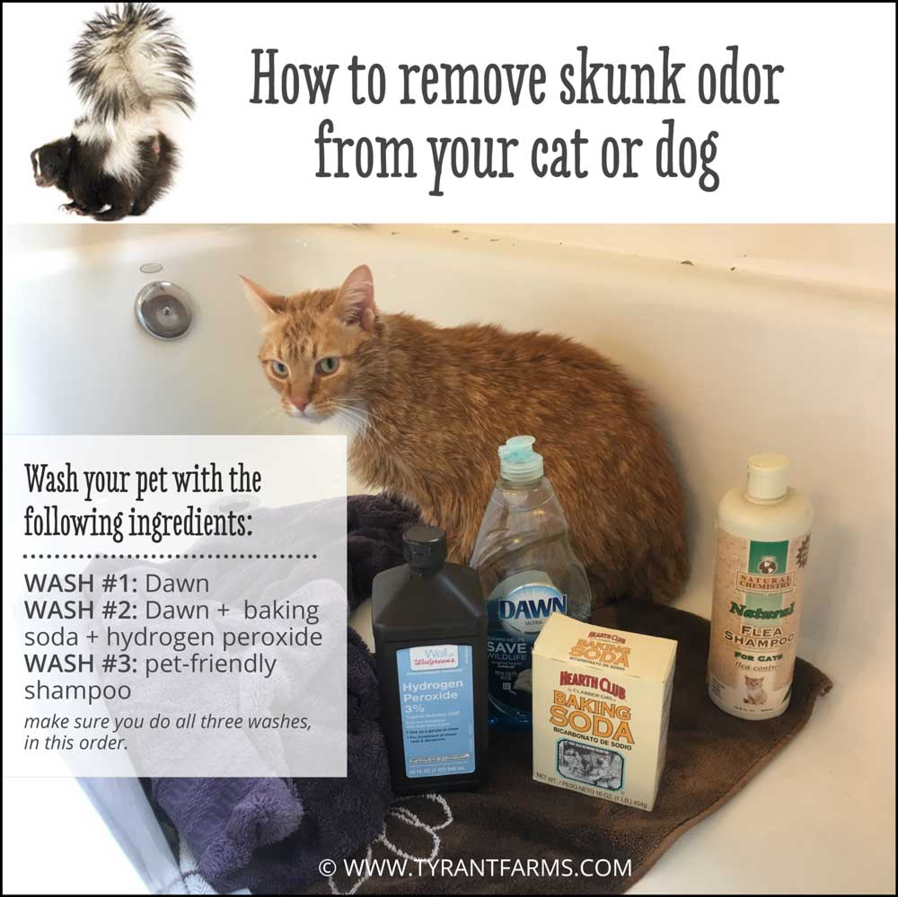 Getting Skunk Smell Out Of Cat Getting Skunk Smell Out Of Cat